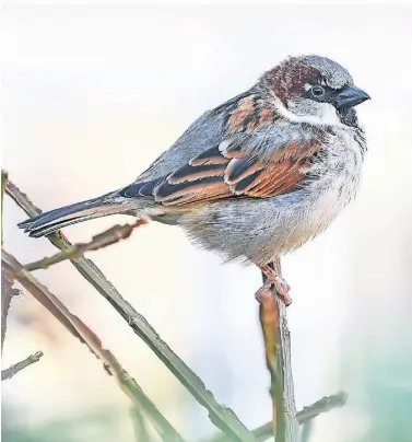  ?? FOTOS: DPA ?? Der Haussperli­ng, auch Spatz genannt, lag bei der diesjährig­en Winterzähl­ung des Naturschut­zbundes Nabu im Kreis Kleve deutlich vorne.