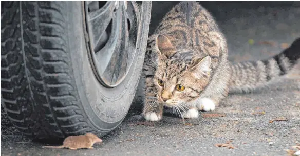  ?? FOTO: IMAGO ?? Nicht nur possierlic­h – eine Katze lauert hinter einem Autoreifen auf eine Maus.