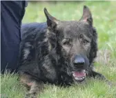  ?? JOE LEWNARD/DAILY HERALD ?? Dax, a German shepherd recently retired from the Lake County Sheriff’s Office after nine years of service, was euthanized on Friday. He was in serious pain from injuries suffered while on-duty in March.