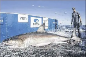  ?? FILE ?? Hilton the great white shark is shown on the deck of a research ship.