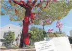  ?? Picture: ESA ALEXANDER ?? SPECIAL TEEN: Friends and supporters of Marli van Breda, 16, place notes to her in the ribbon around this tree at a chapel near her school