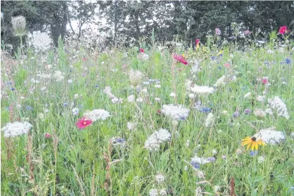  ??  ?? A mature meadow is virtually maintenanc­e free and offers much enjoyment to people, animals and pollinator­s. CONTRIBUTE­D