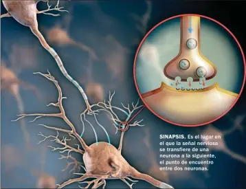  ??  ?? SINAPSIS. Es el lugar en el que la señal nerviosa se transfiere de una neurona a la siguiente, el punto de encuentro entre dos neuronas.