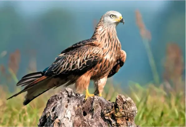  ??  ?? A kite pauses in the late spring sun. Adults have a pale grey head, lightening with age. Their lifespan is 10 years on average.