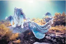  ??  ?? Giant cuttlefish are the stars of Attenborou­gh’s Blue Planet