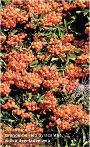  ??  ?? Orange-berried pyracantha, with a dew-laden web