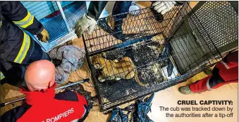  ?? ?? The cub was tracked down by the authoritie­s after a tip-off CRUEL CAPTIVITY: