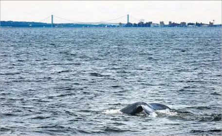  ?? Photograph­s by Carolyn Cole Los Angeles Times ?? SCIENTISTS AREN’T sure why humpbacks and other marine life have returned off New York City, but cleaner water may be a factor.