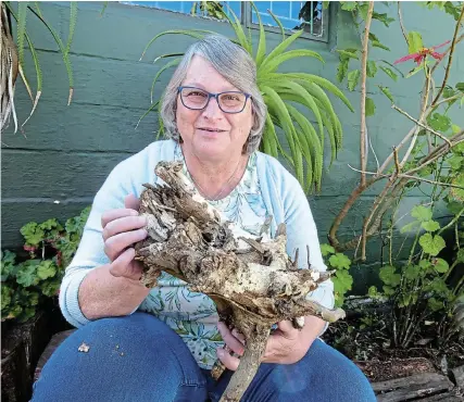  ?? Picture: Marion Whitehead ?? MICRO WORLD: Prof Jo Dames holds up an example of a crust fungus on a piece of wood on its way to becoming compost.