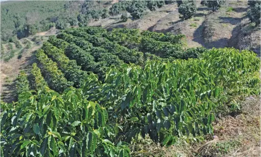  ??  ?? ABOVE: Coffee trees on Allesbeste are planted at an altitude of between 950m and 1 250m above sea level and at a latitude of 23°. This mimics climatic conditions on the equator at 2 000m above sea level, the region where most of the world‘s finest coffee beans are grown.