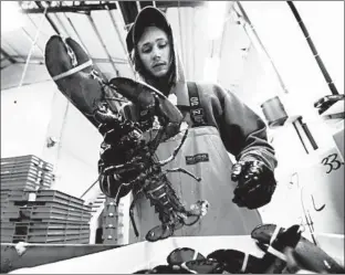  ?? ROBERT F. BUKATY/AP ?? Kyle Bruns packs a live lobster this week for shipment to Hong Kong at The Lobster Company in Maine.