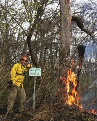  ?? PROVIDED PHOTOS ?? Bob Massey at a prescribed burn (above) and carrying a caiman and an American alligator (left).