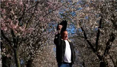  ?? ?? A rare Czech almond grove blooms early after an unusually warm winter.