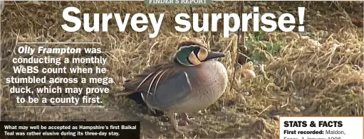  ??  ?? What may well be accepted as Hampshire’s first Baikal Teal was rather elusive during its three-day stay.