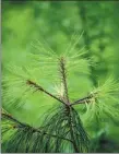  ?? ?? From left: The Qiaojia five-needled pine is a species in Yunnan province that has an extremely small population. A researcher measures the diameter of one of the critically endangered trees at a nature reserve in the province in August.