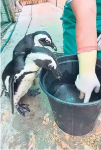  ?? ?? The African penguin is endangered. SAPREC has cared for a number of these birds since the centre’s inception 19 years ago.