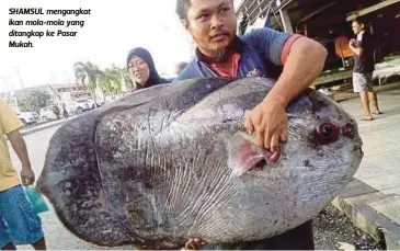 ??  ?? SHAMSUL mengangkat ikan mola-mola yang ditangkap ke Pasar Mukah.