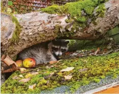  ?? Foto: Alois Latka ?? Dieser Waschbär machte es sich einen Tag lang auf einem Schuppen in Neuburg am Max‰Mayer‰Berg gemütlich. Mittlerwei­le ist er abgezogen.