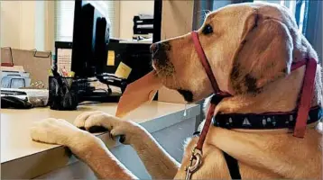  ?? CHRIS SLAVIN/TNS PHOTOS ?? Earle, a 3-year-old service dog, helps owner Chris Slavin cast her ballot in the 2016 presidenti­al election in Danvers, Mass.