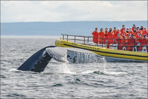  ?? PHOTOS BY TONY CENICOLA / THE NEW YORK TIMES ?? A humpback whale swims Sept. 18 in the St. Lawrence River near Tadoussac, Quebec, Canada. The waterway is part of a protected marine park where several species of whales can be regularly seen from May to the end of October.