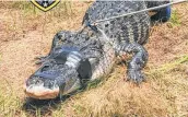  ?? Davie Police Department / Tribune News Service ?? This is the 12-foot-6-inch alligator trapped Friday and found with a woman’s arm inside of it at Silver Lakes Rotary Nature Park in Davie, Fla.