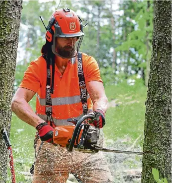  ?? Foto: Michal Turek, MAFRA ?? Napadené porosty, do nichž se pustil kůrovec, musí lesáci asanovat tak, jako loni v Hostivařsk­ém lesoparku (na snímku). Při zpracování dřeva jim pomáhají i hasiči z různých jednotek.