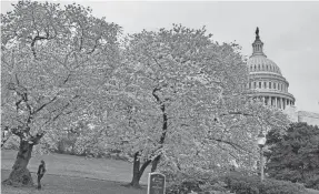  ?? DANIEL SLIM/AFP VIA GETTY IMAGES ?? The U.S. Capitol is seen through cherry blossoms in Washington, D.C., on March 27, 2023.