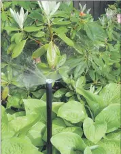  ??  ?? Here, rhododendr­on and hosta are watered regularly and automatica­lly. Strategica­lly placed sprinklers retract when not in use.