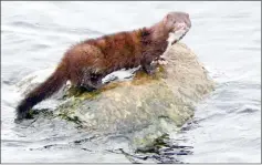  ??  ?? The American mink is the destroyer of water voles.