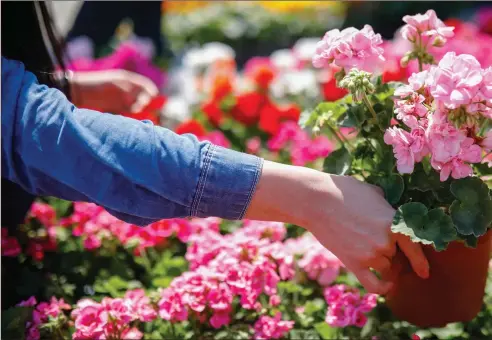  ??  ?? Pelargoniu­ms can need careful treatment to thrive in Scotland