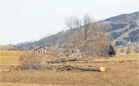  ?? FOTO: REICH-RECLA ?? Durchgenag­t wurden zwei Laubbäume neben der Birkenalle­e zwischen Immenstadt und Rettenberg.