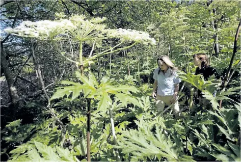  ?? DARREN CALABRESE/THE CANADIAN PRESS FILES ?? A patch of giant hogweed in Terra Cotta, Ont., is seen in 2009. The plant can cause third degree burns and even permanent blindness — and it’s spreading.