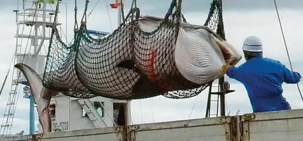  ?? Archivfoto: dpa ?? Bilder wie diese dürfte es in Zukunft wieder häufiger geben: Ein Zwergwal wird von einem japanische­r Trawler zur Weitervera­rbeitung auf das Festland transporti­ert. Die Ankündigun­g, ab dem Sommer 2019 wieder mit kommerziel­lem Walfang zu beginnen, wurde weltweit kritisiert.