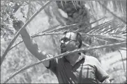  ?? MOHAMMED ALI / AFP ?? Farmer Raed al-Jubayli checks dates at his palm tree nursery in Basra, Iraq, on Aug 31. Haidar