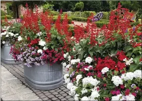  ?? NORMAN WINTER ?? Superbena Whiteout verbena, Superbells Cherry Red calibracho­a, Supertunia Bordeaux and Saucy Red salvia have been blooming all summer and look dazzling in mid-September.