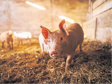  ?? Of ?? SUPPORT: Farmgate prices for pork have now fallen below the cost production.