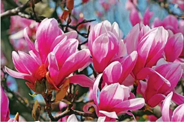  ??  ?? Graceful: Vivid pink and white flowers blossom on a branch of a tulip magnolia tree