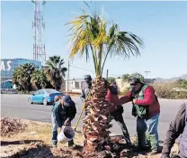  ?? AYTO GP ?? Inician labores de reforestac­ión