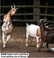  ?? ?? RAID Goats were snatched from petting zoo in Bucks