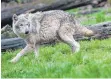  ?? FOTO: DPA ?? Ein Europäisch­er Wolf.