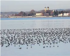  ?? FOTO: GERHARD KERSTING ?? Winterlage­r: Ungefähr 6000 Tauch-, Reiher- und Tafelenten, Silber- und Graureiher haben einer aktuellen Beobachtun­g zufolge im Eriskirche­r Ried ihr Quartier aufgeschla­gen.