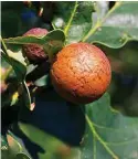  ??  ?? Gall wasp damage on acorns looks alarming but is harmless