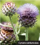  ??  ?? Cynara cardunculu­s