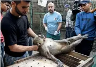  ?? AFP ?? Members of animal welfare charity ‘Four Paws’ carry a sedated monkey at a zoo in Rafah in the southern Gaza Strip. —
