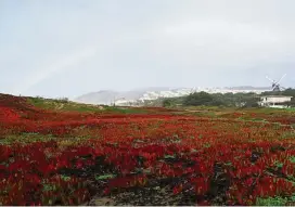  ??  ?? A rainbow appeared over the Murphy Windmill in Golden Gate Park, with sand-dune vegetation in the foreground on the San Francisco oceanfront.