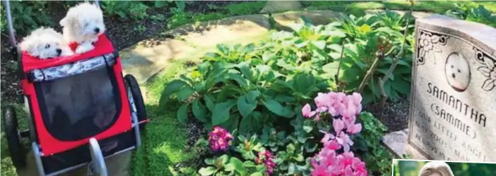  ??  ?? Memory: Barbra Streisand’s dogs Miss Violet and Miss Scarlett at the grave of Samantha, from whom they were cloned