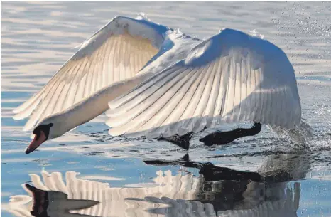  ?? SYMBOLFOTO: ULI BOERNER-KINOLD ?? Im Uferbereic­h des Fischbache­r Strandbade­s findet eine Frau einen gewaltsam getöteten Schwan.