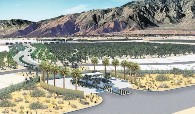  ?? Robert Hidey Architects ?? OLIVE TREES — above in a rendering of Miralon in Palm Springs — replace a golf course. There will also be dog parks, a spa and a full-service bar and lounge.