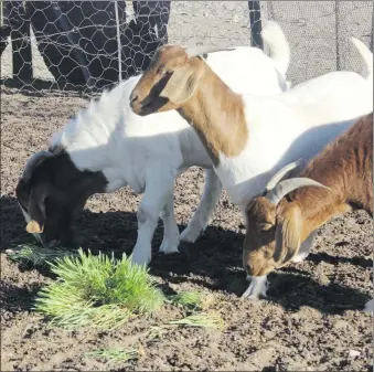  ?? Photos: FAO/Phillipus Tobias ?? Feast...
Goats feed on recently grown fodder produced through hydroponic­s.