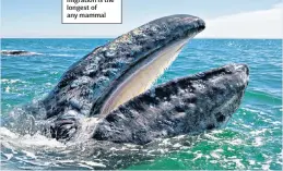  ??  ?? WHALE OF A TIMEThe grey whale migration is the longest of any mammal